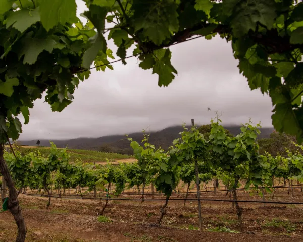 Winery